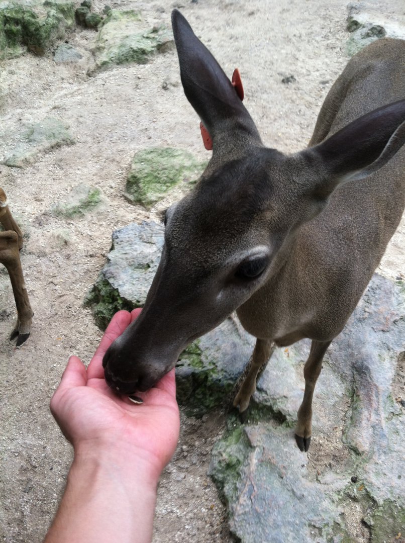 Yucatan deer feeding