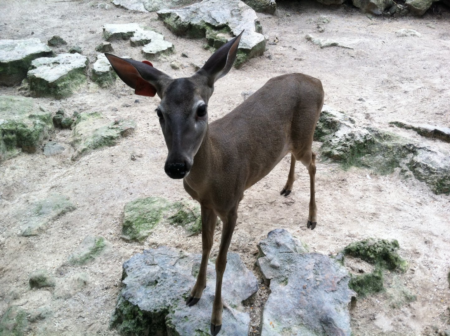 Yucatan deer