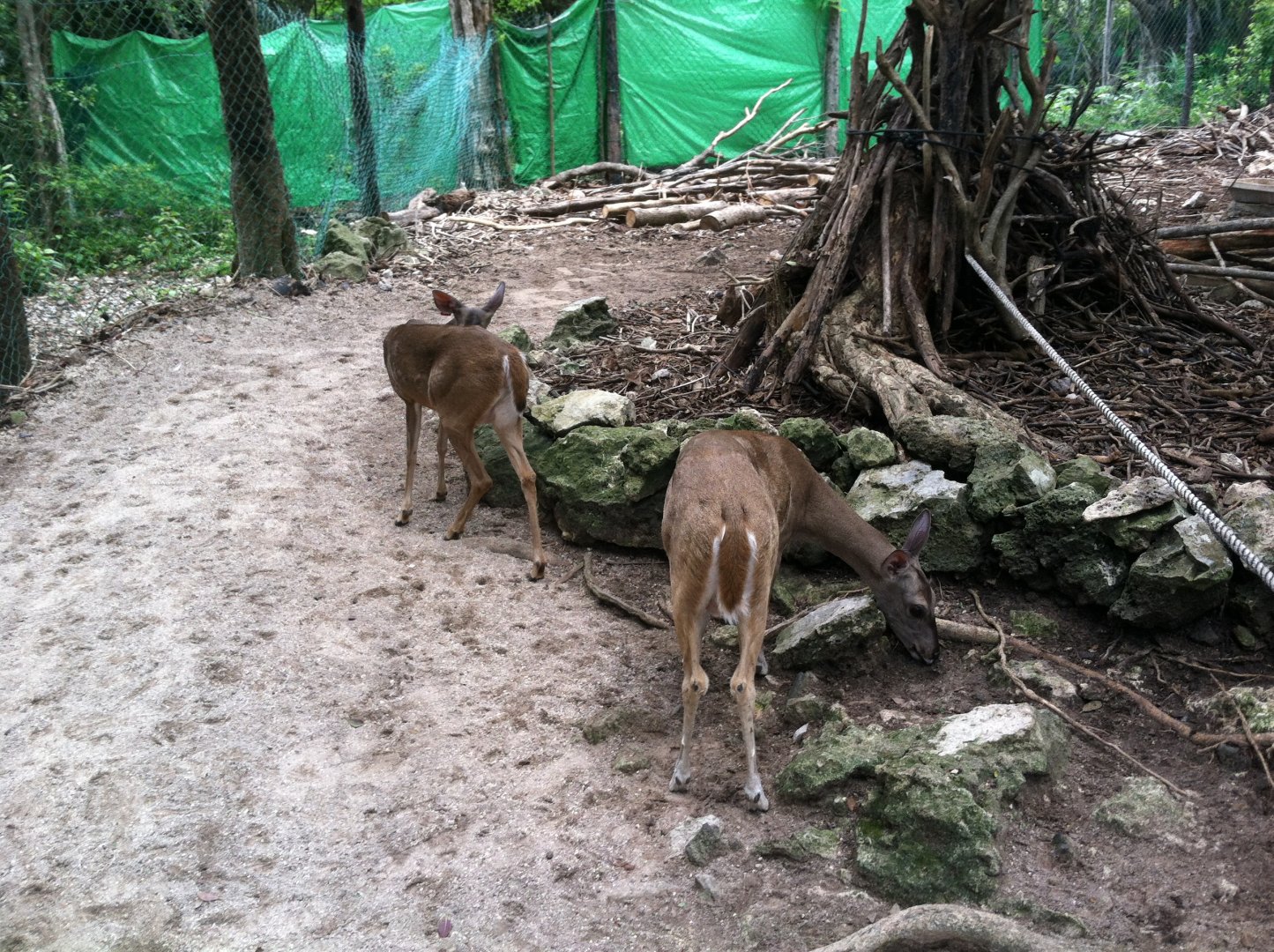 Yucatan deer