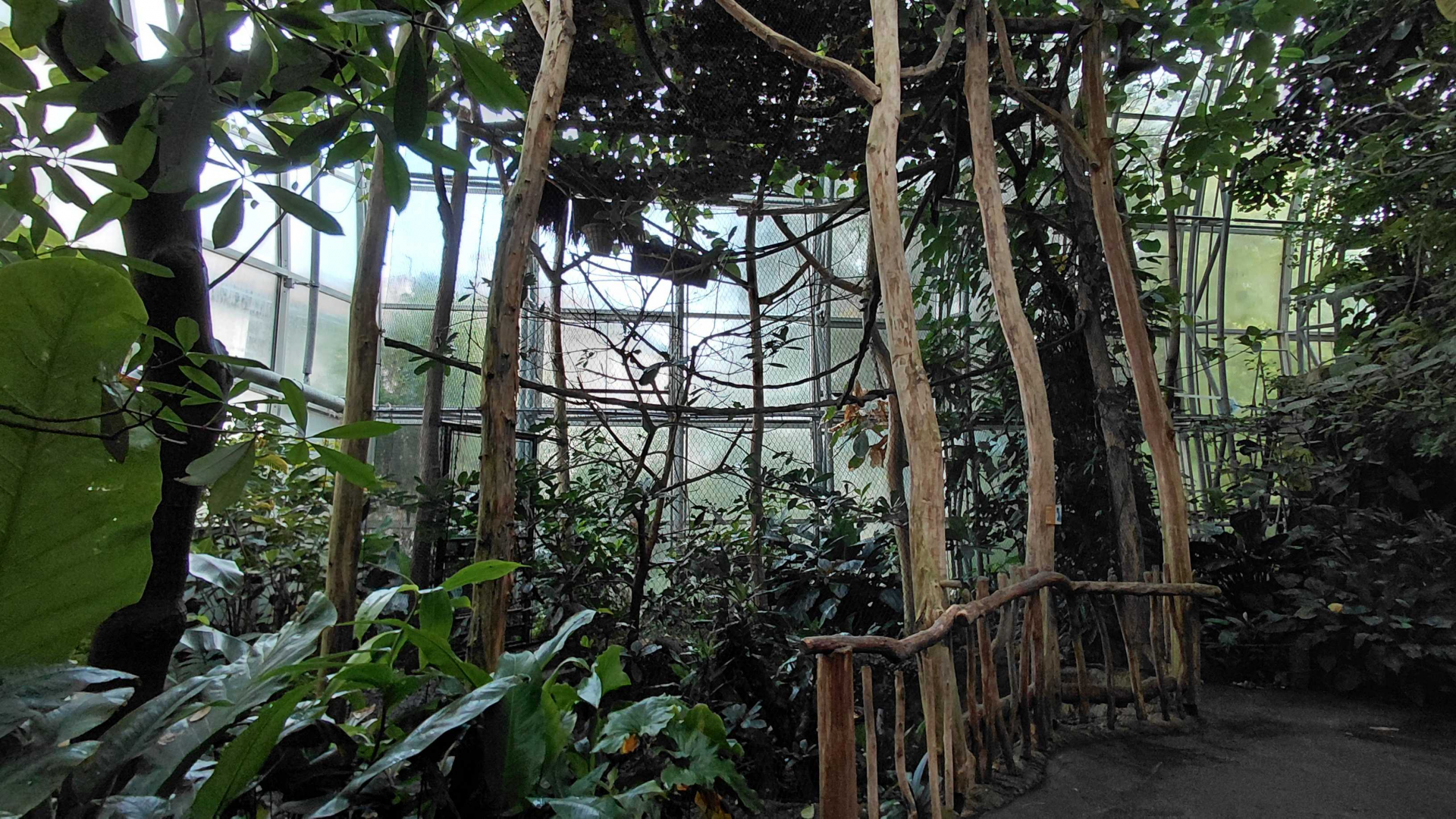 Yucatan - Great blue turaco aviary