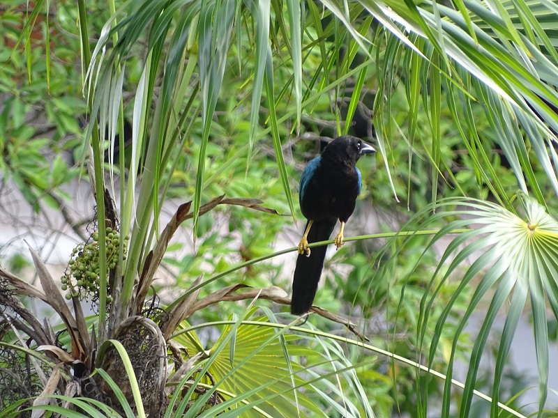 Yucatan jay (Cyanocorax yucatanicus)