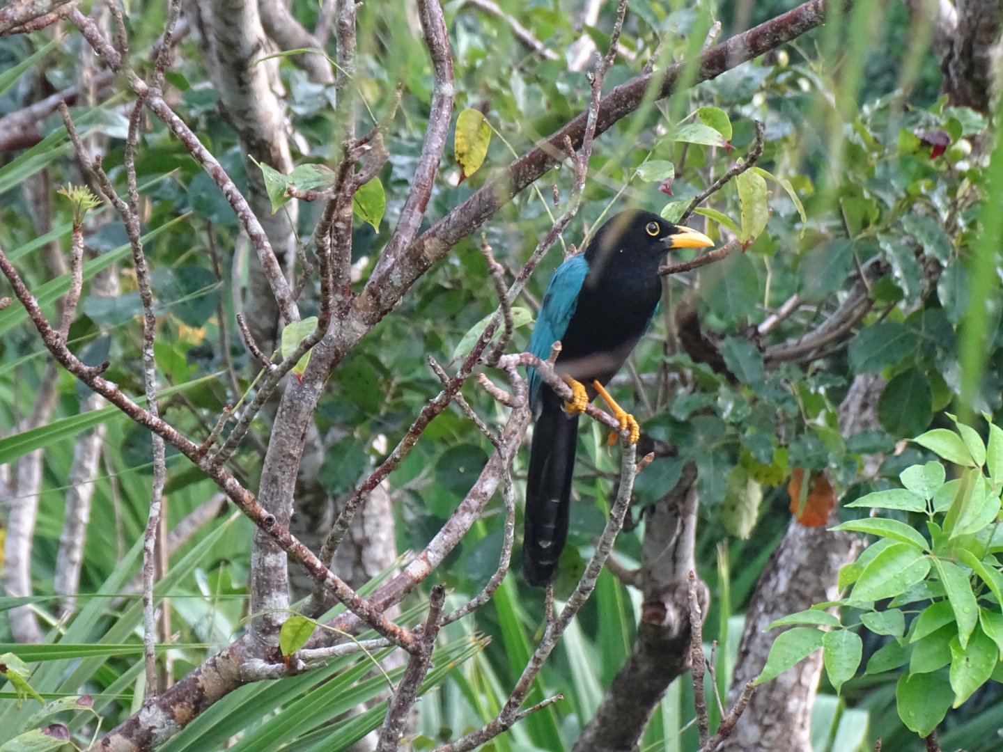 Yucatan jay (Cyanocorax yucatanicus)