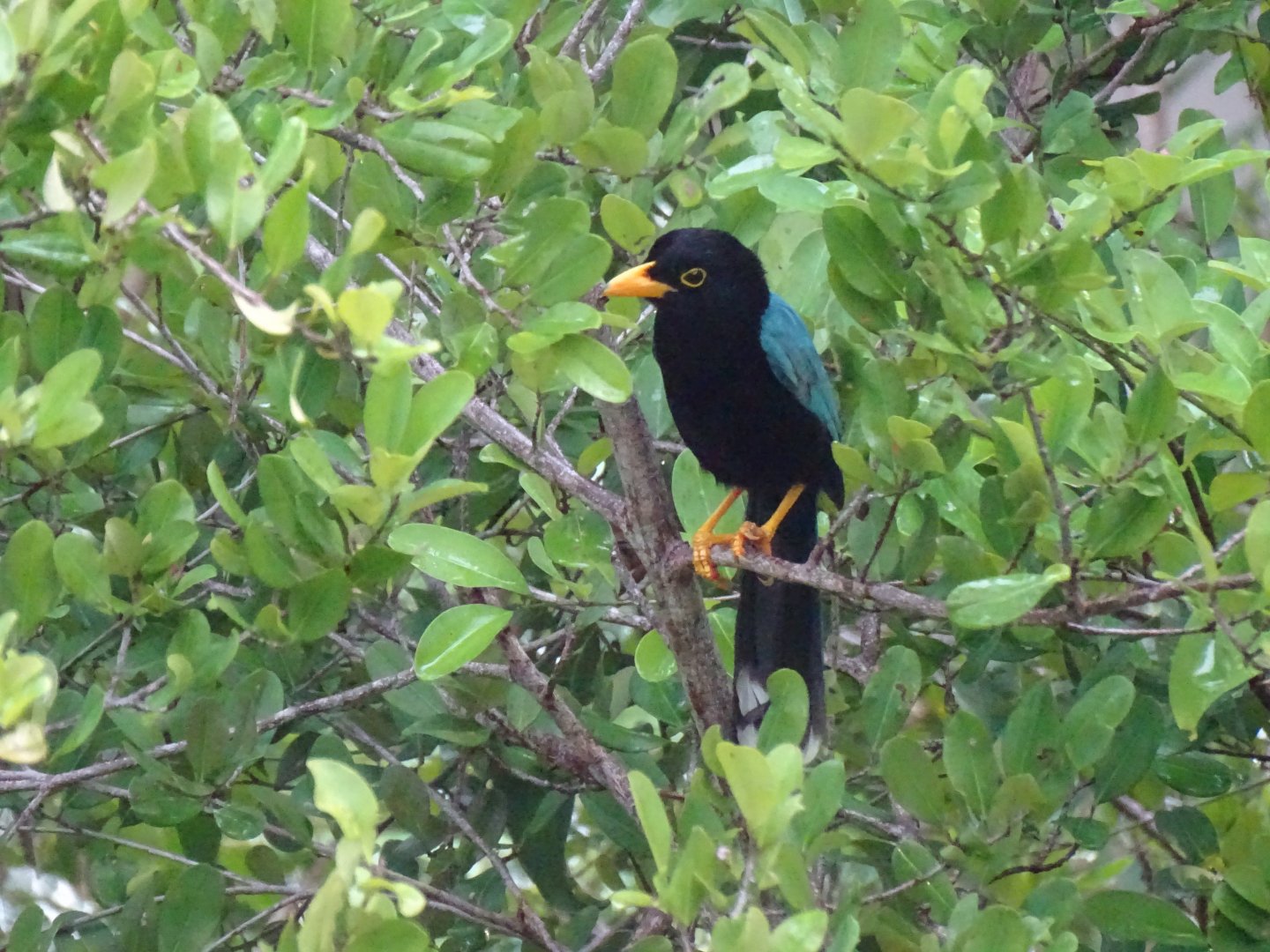 Yucatan jay (Cyanocorax yucatanicus)