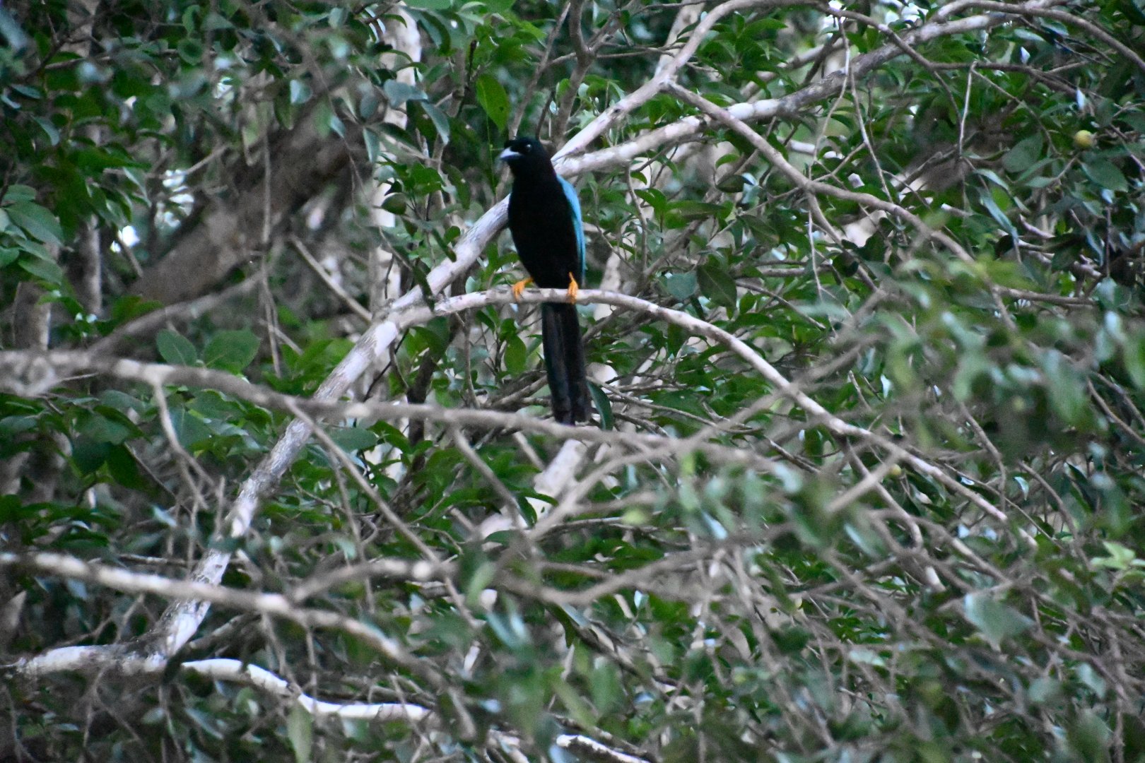 Yucatan jay (Cyanocorax yucatanicus)