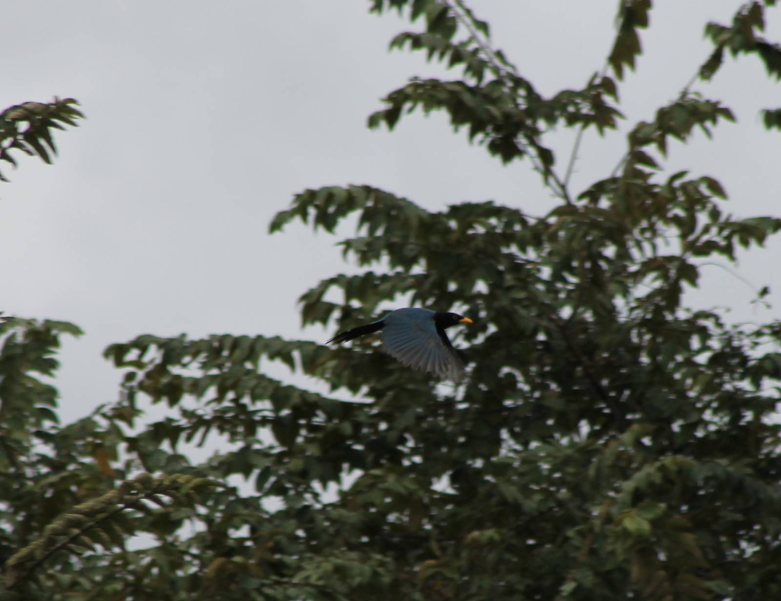 Yucatan jay