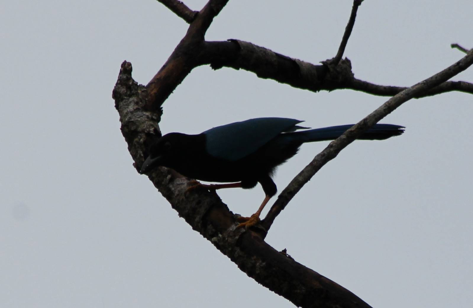 Yucatan jay