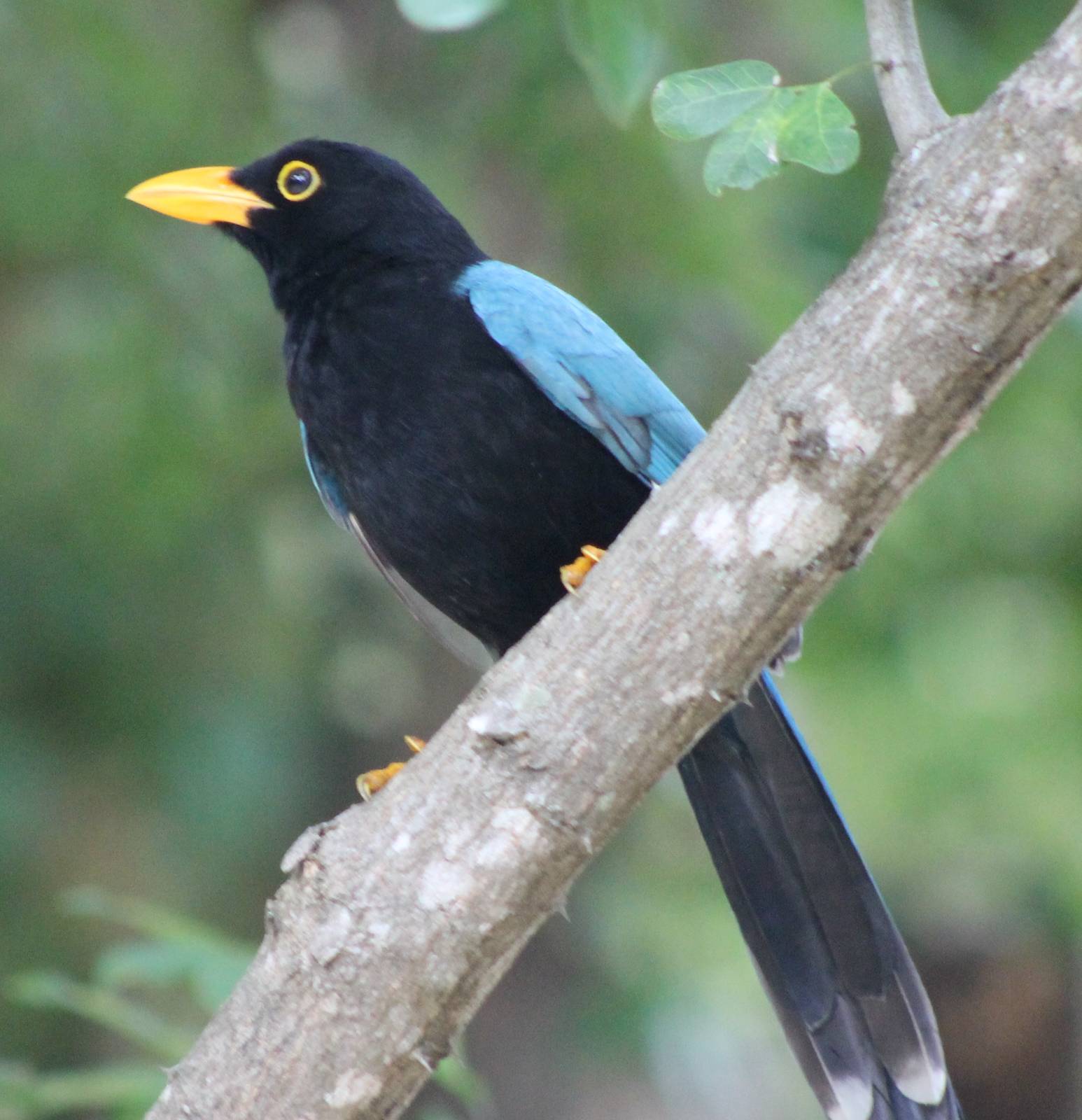 Yucatan jay