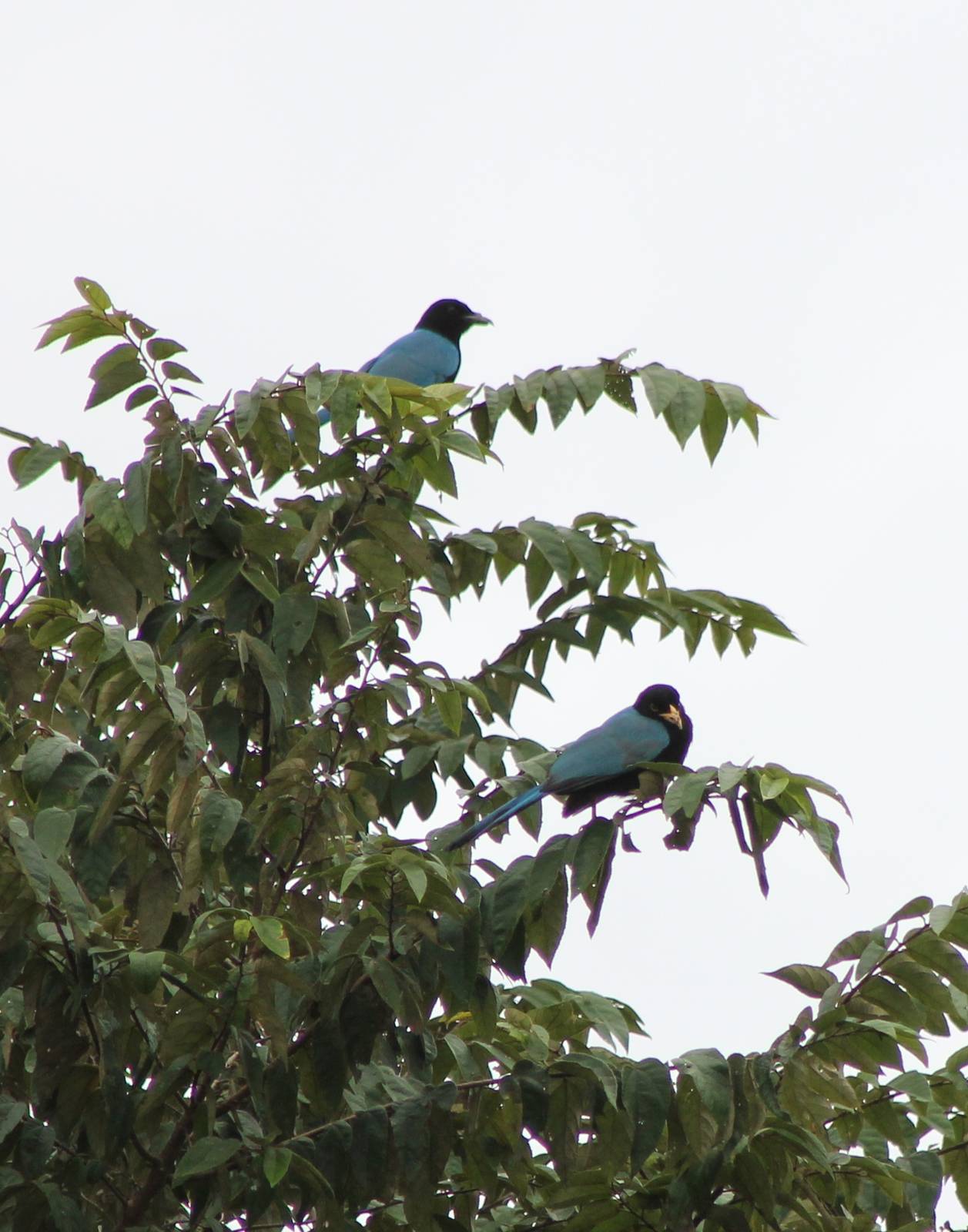 Yucatan jays