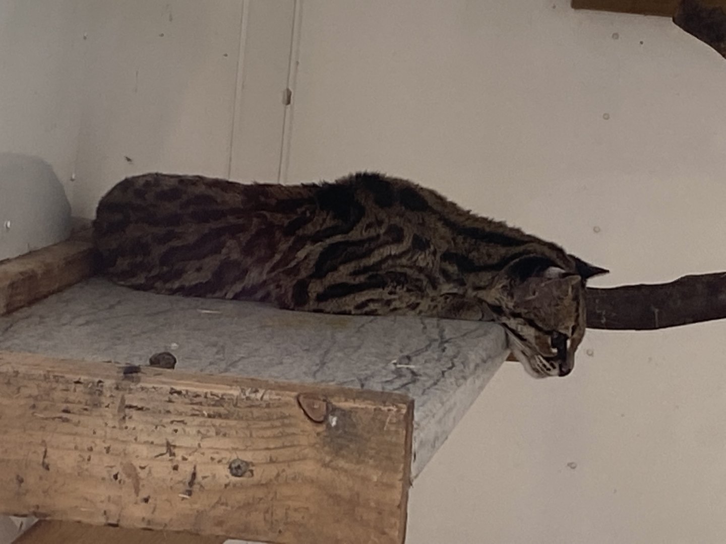 Yucatan margay 010621