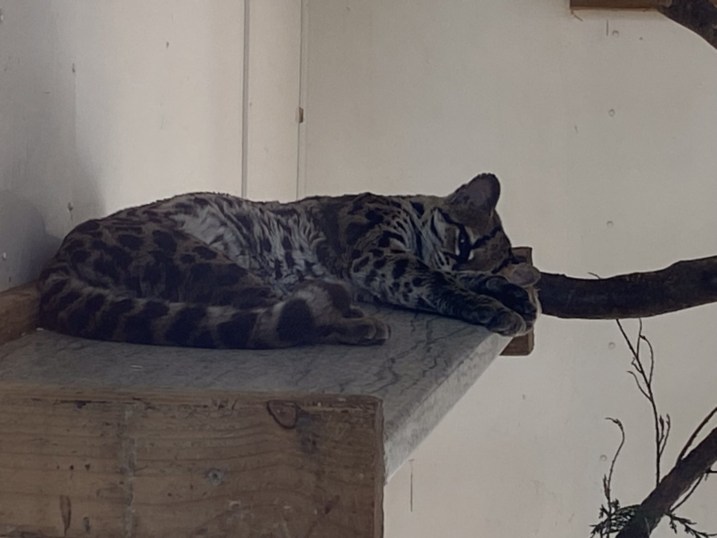 Yucatan margay 141023