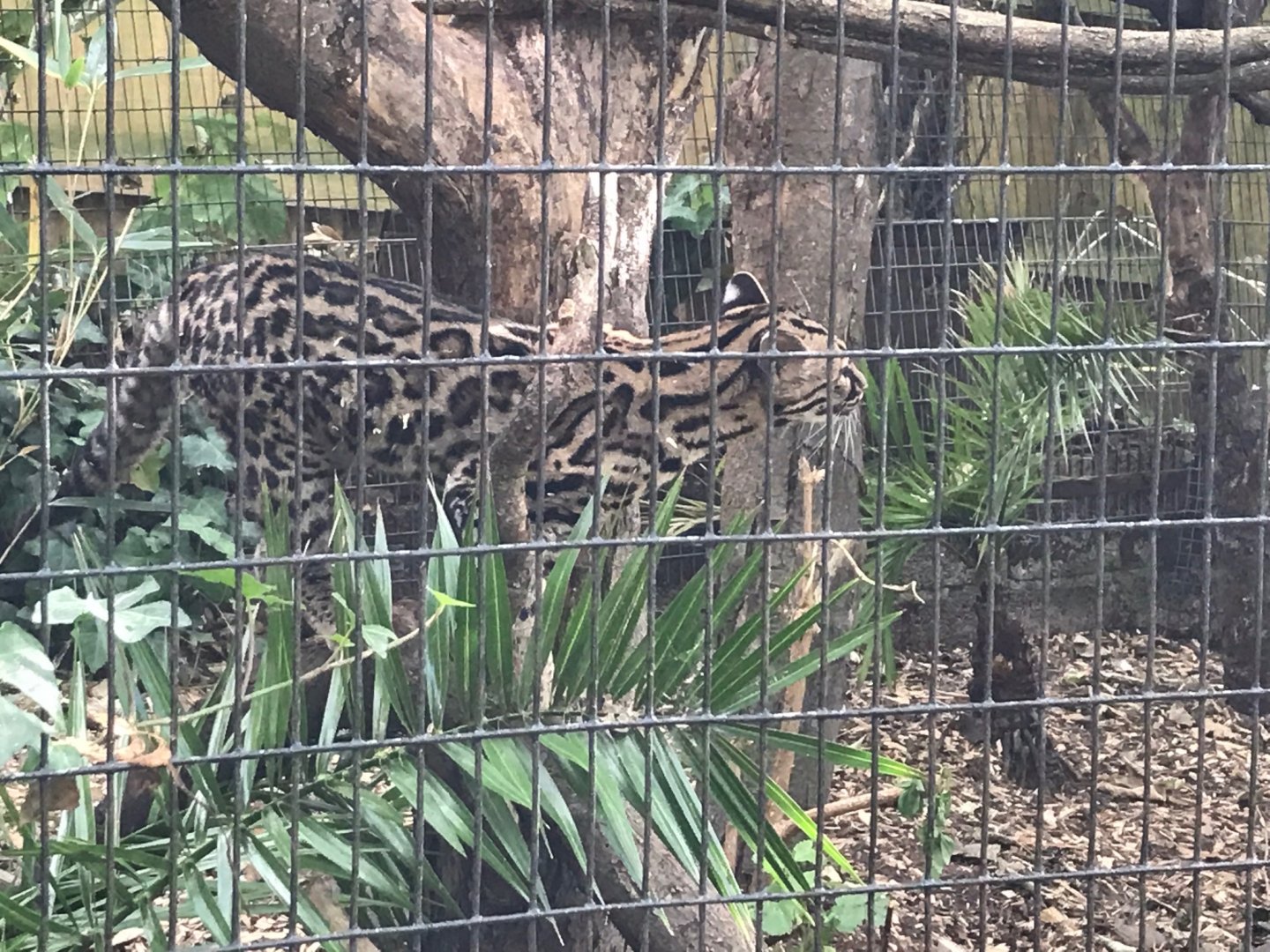 Yucatan margay 150918