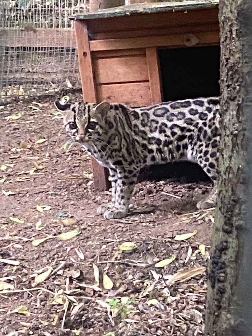Yucatan margay 250623