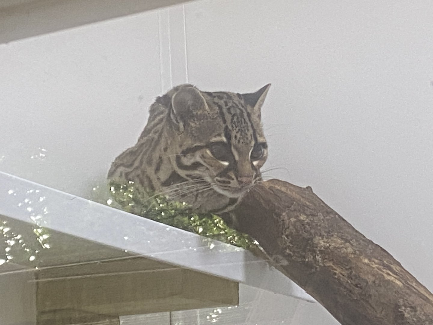 Yucatan margay 250623