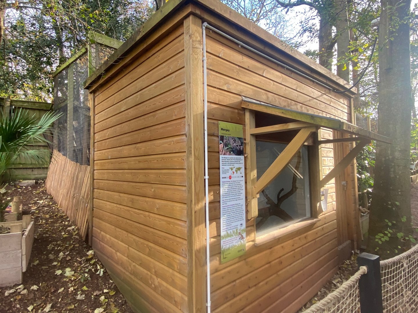 Yucatan margay enclosure 111222