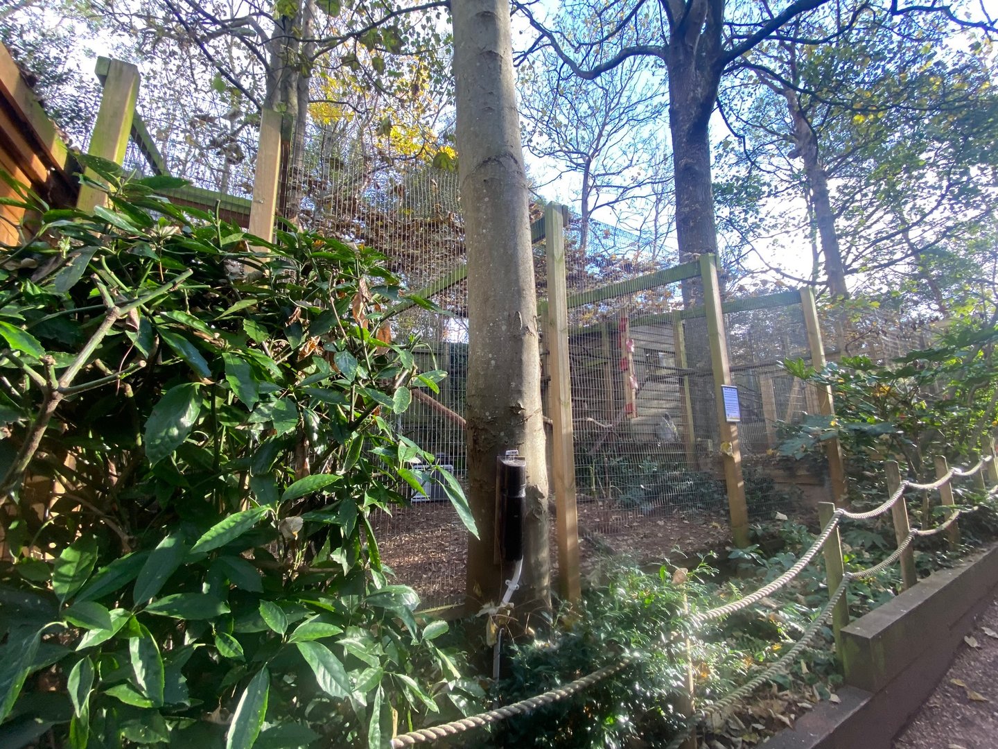 Yucatan margay enclosure 111222