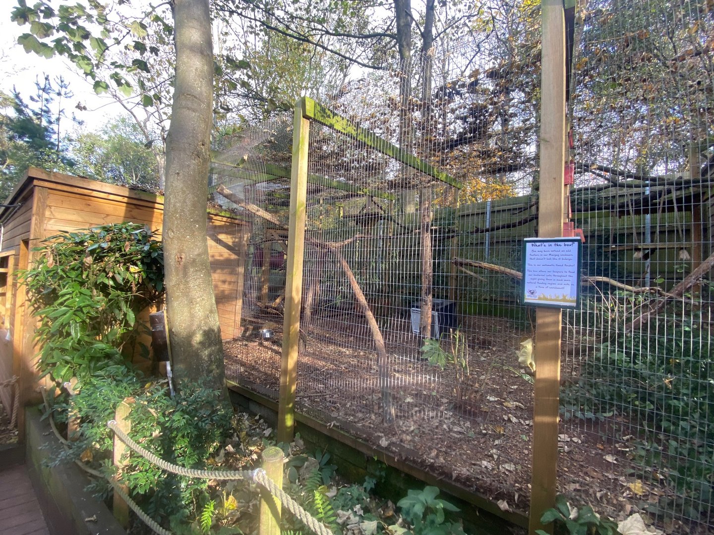 Yucatan margay enclosure 111222