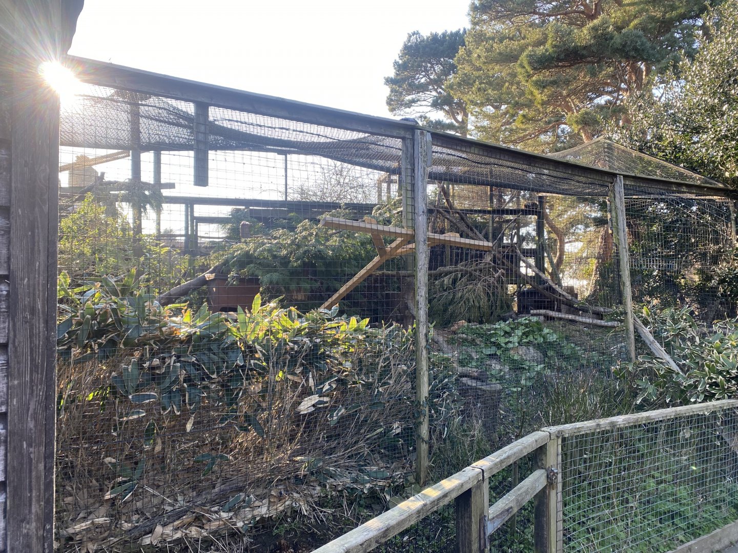 Yucatan margay enclosure 190325