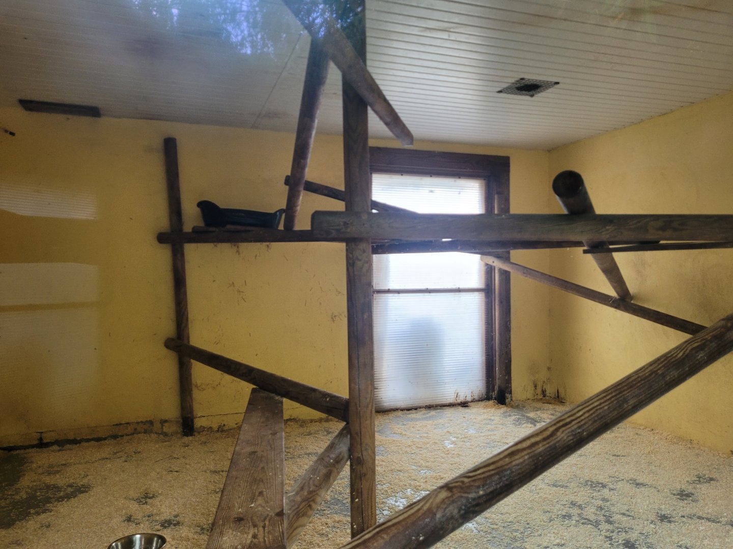 Yucatan margay exhibit -Zoo du bassin d'Arcachon (2024)