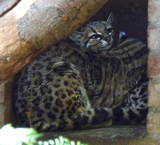 Yucatan margay (Leopardus wiedii yucatanicus)