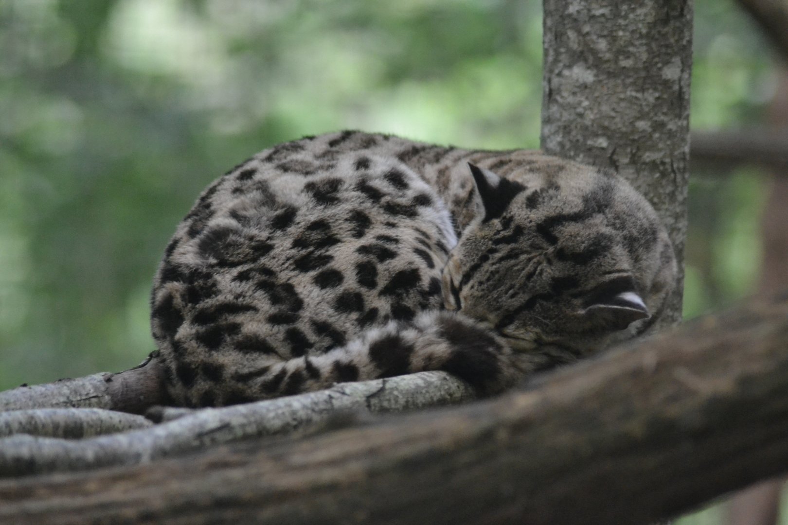 Yucatan margay - Leopardus wiedii yucatanicus