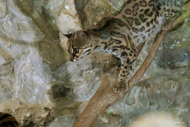 Yucatan Margay (Leopardus wiedii yucatanicus)