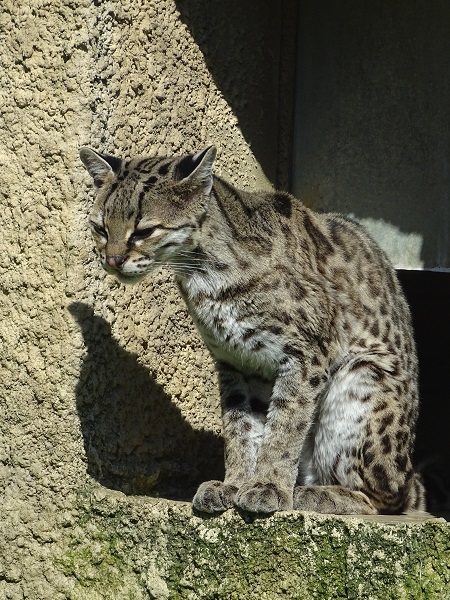 Yucatan margay (Leopardus wiedii yucatanicus)
