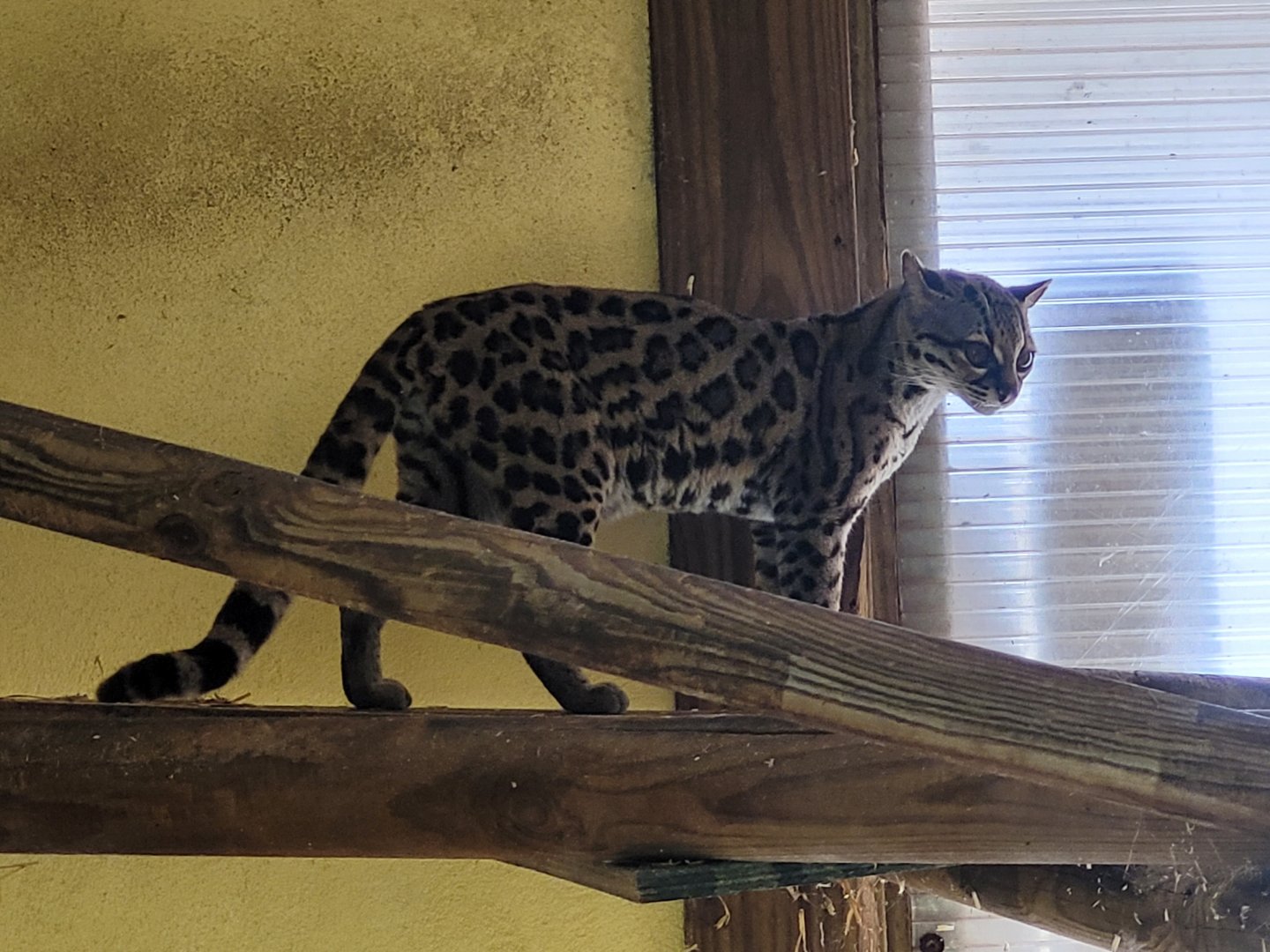 Yucatan margay -Zoo du bassin d'Arcachon (2024)