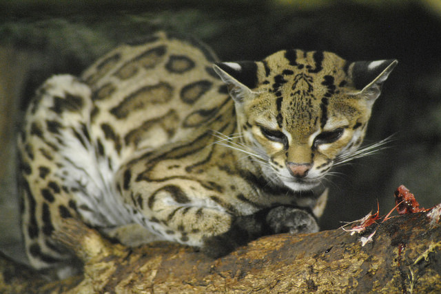 Yucatan margay
