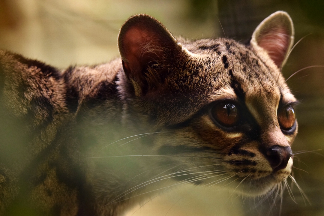 Yucatan margay