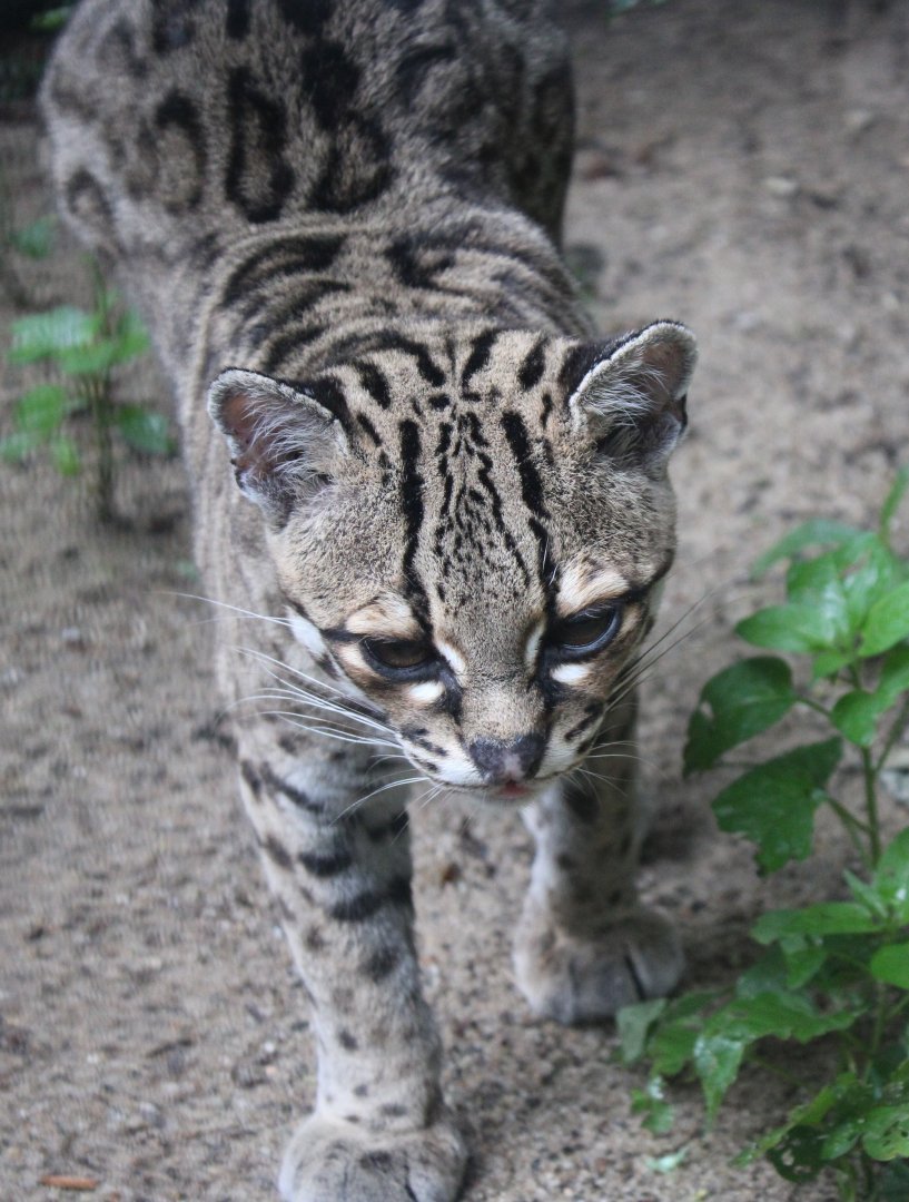 Yucatan margay