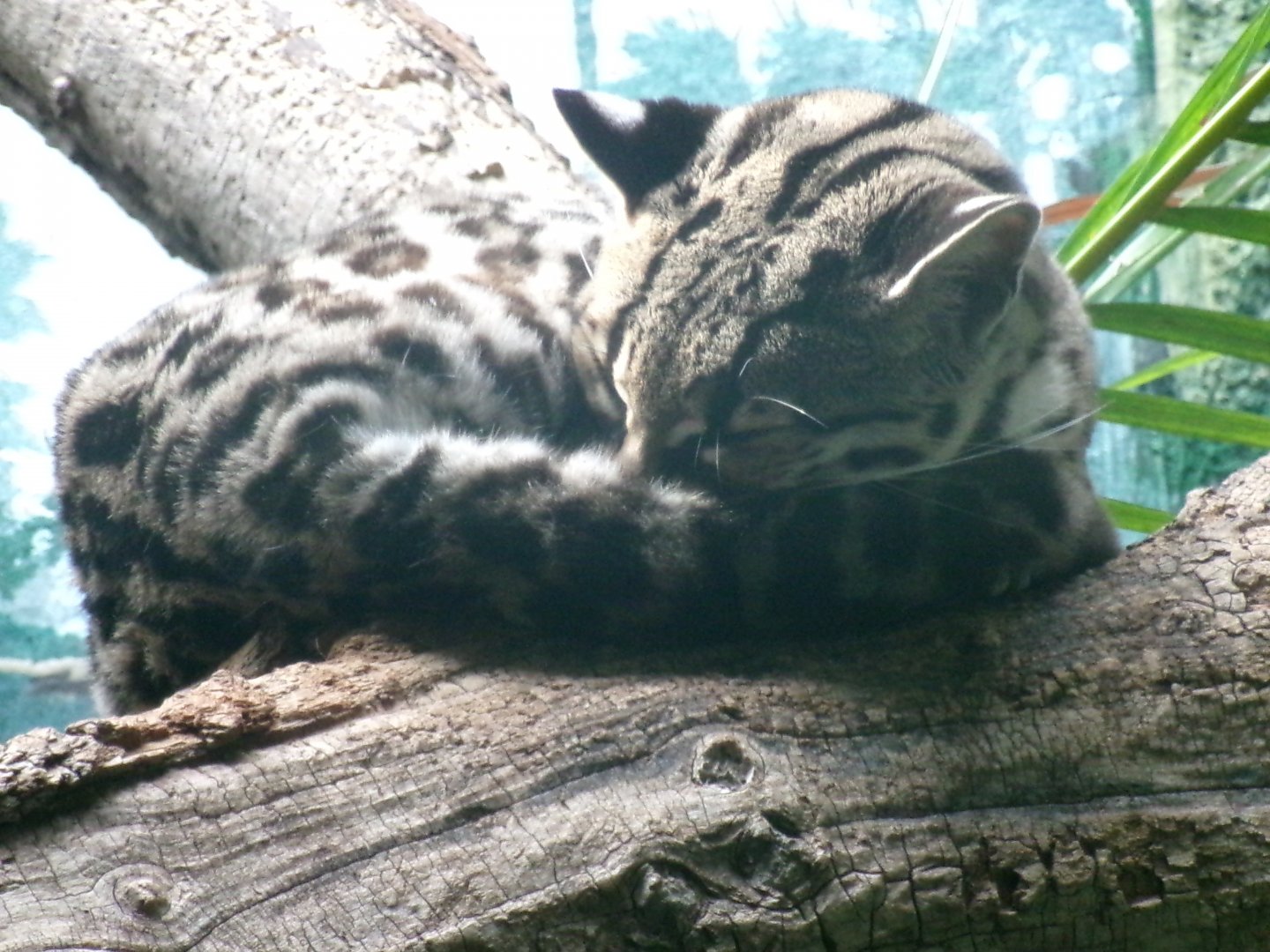 Yucatán margay