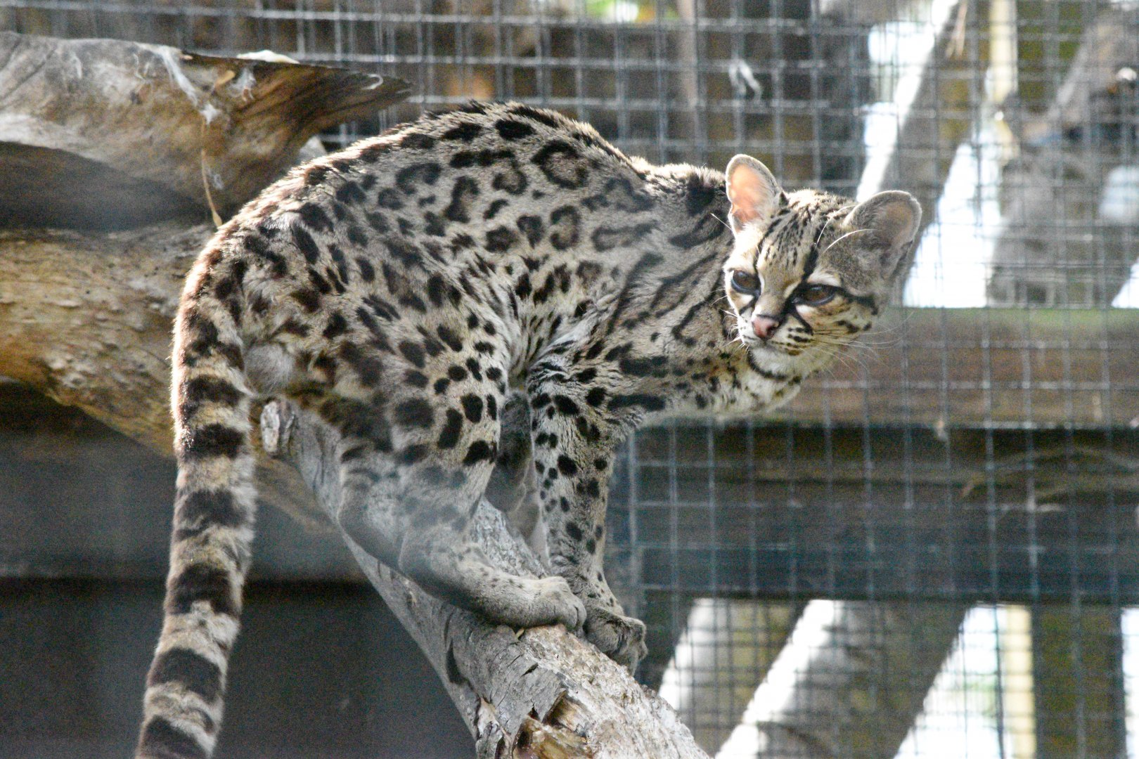 Yucatán margay