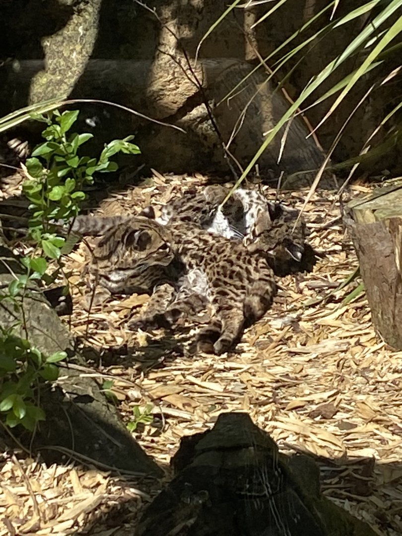 Yucatan margays 010621