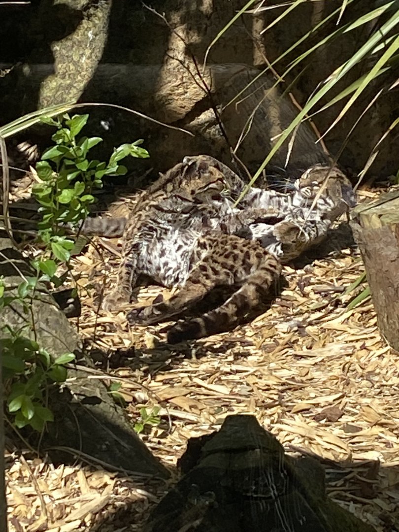 Yucatan margays 010621