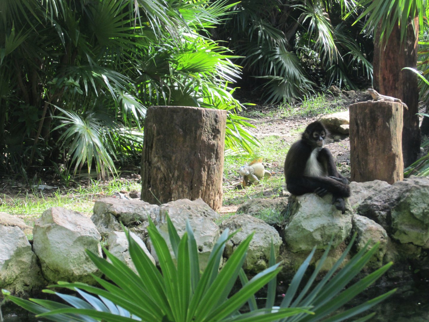 Yucatan mexican spider monkey with iguana visitor