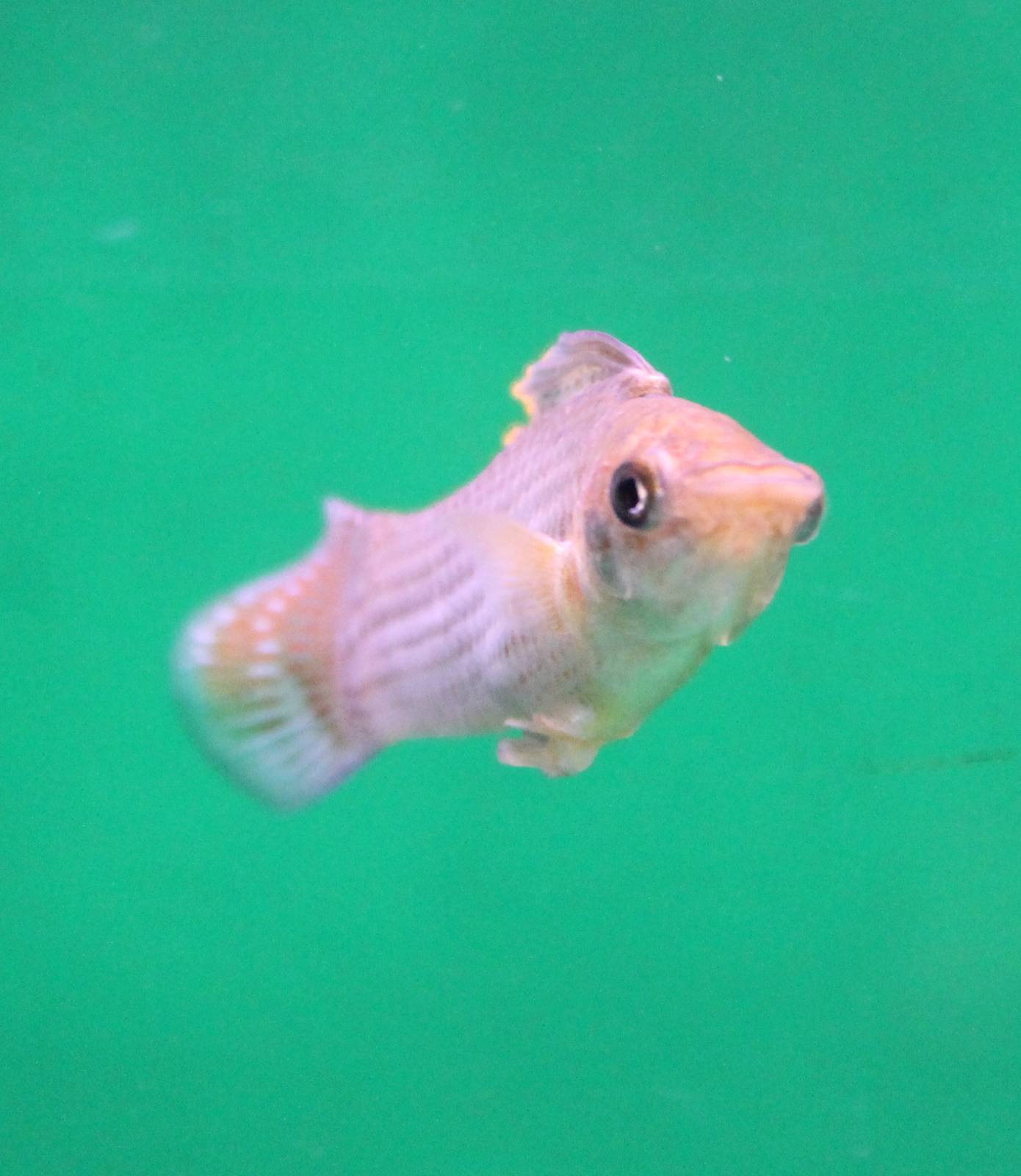 Yucatan molly - Poecilia velifera