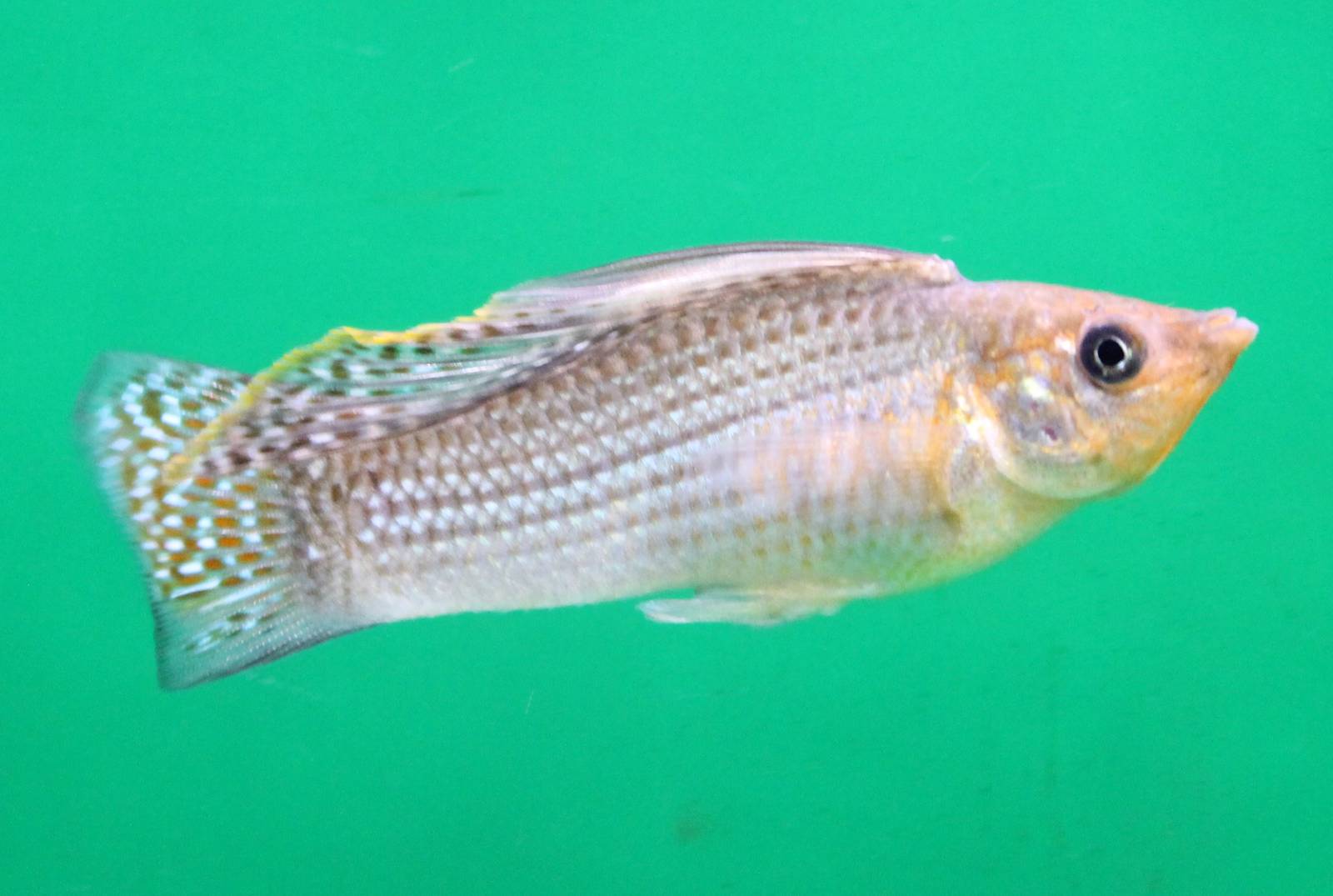 Yucatan molly - Poecilia velifera