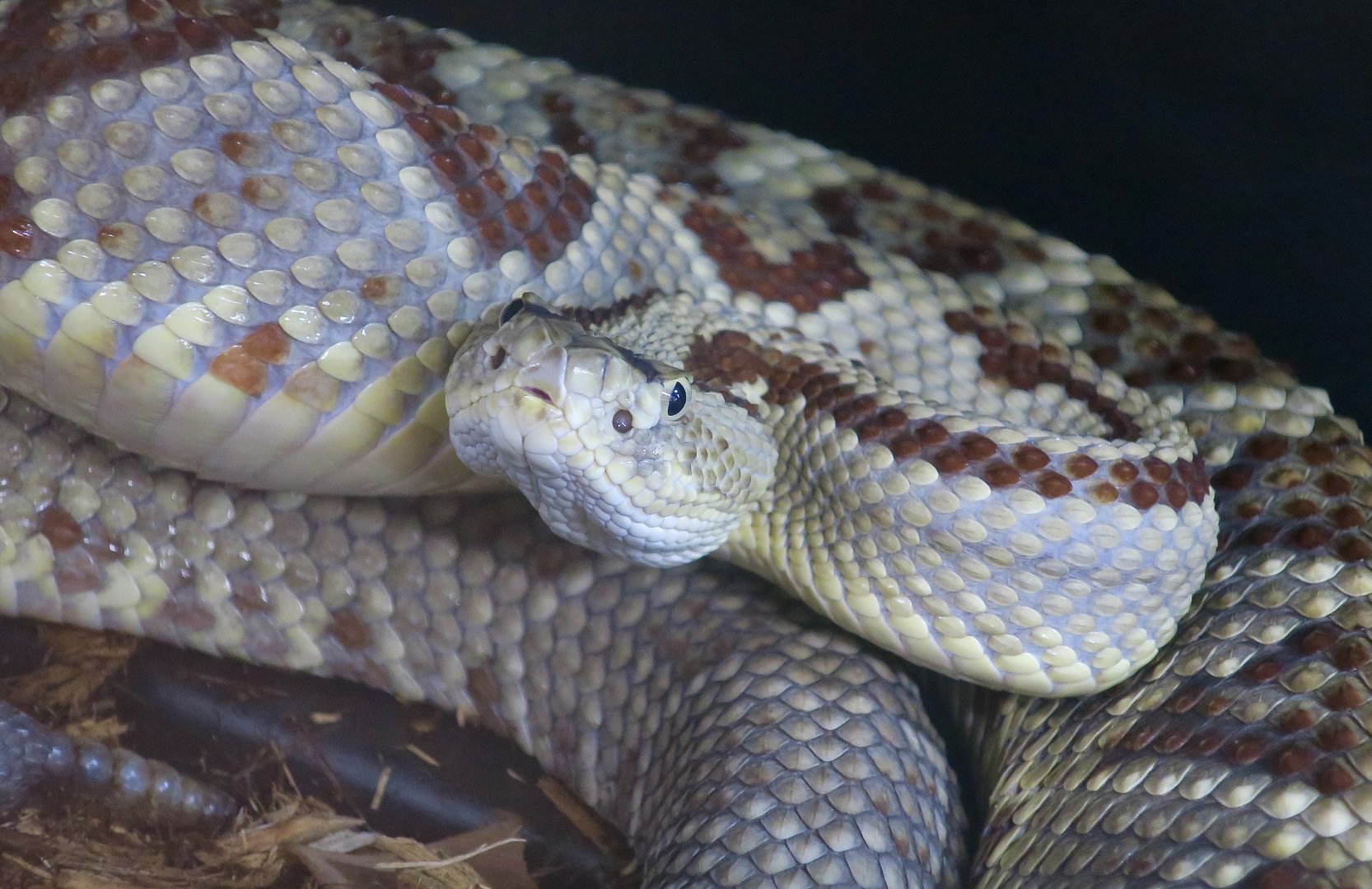 Yucatán Neotropical Rattlesnake (Crotalus tzabcan)