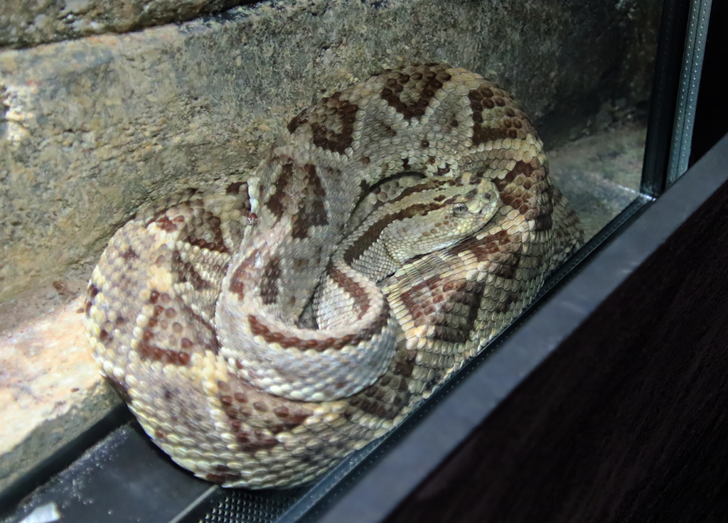 Yucatan neotropical rattlesnake (Crotalus tzabcan)