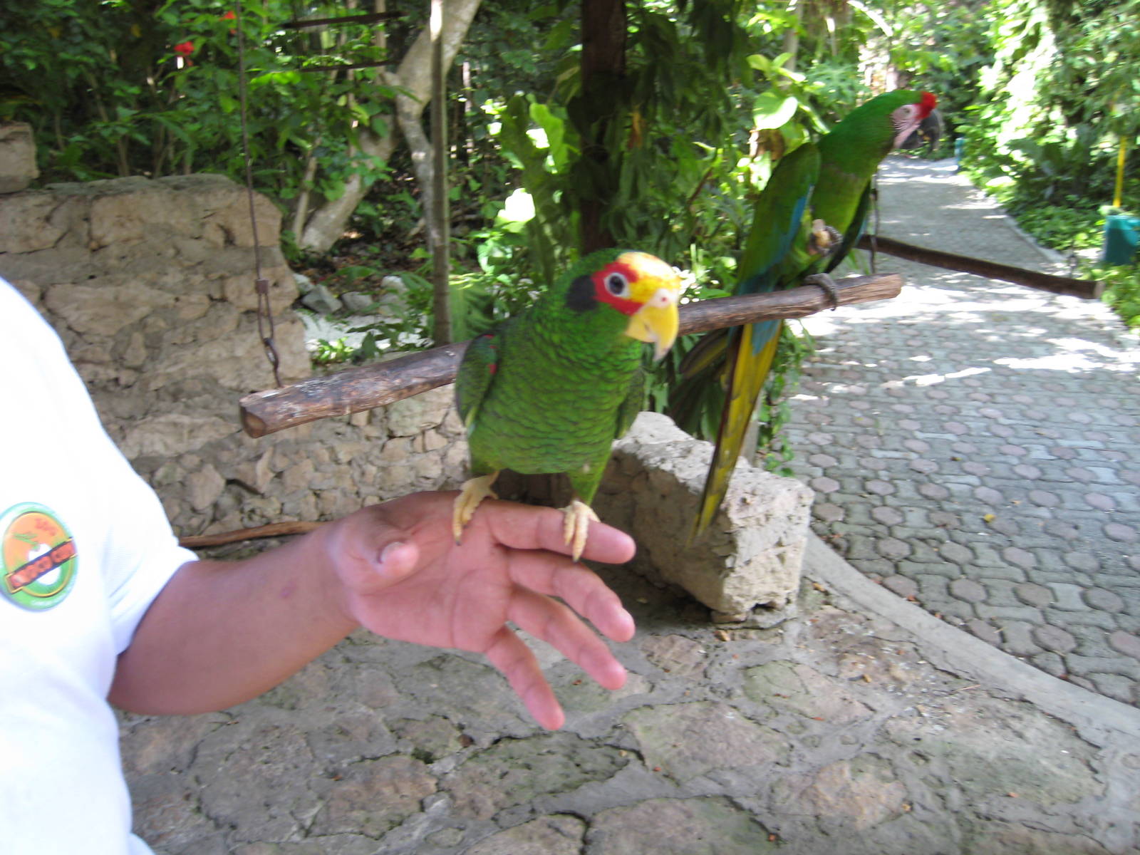 Yucatan parrot