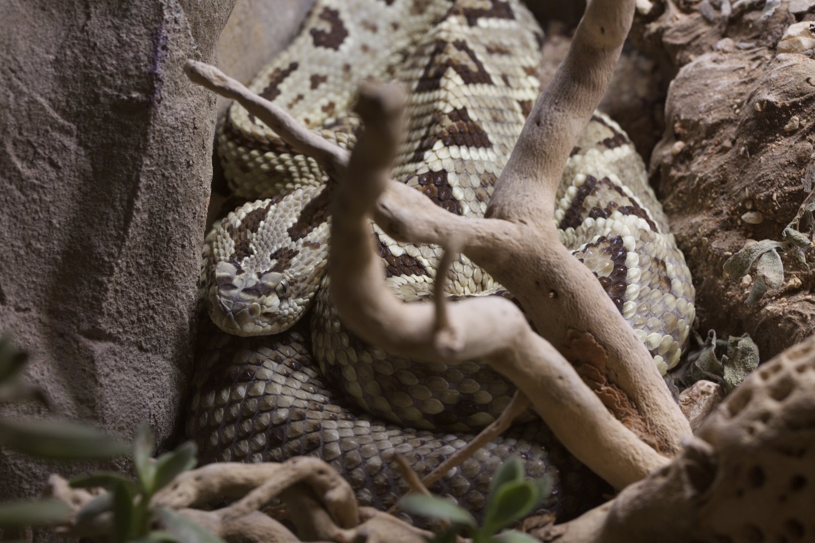 Yucatán Rattlesnake/ Crotalus tzabcan