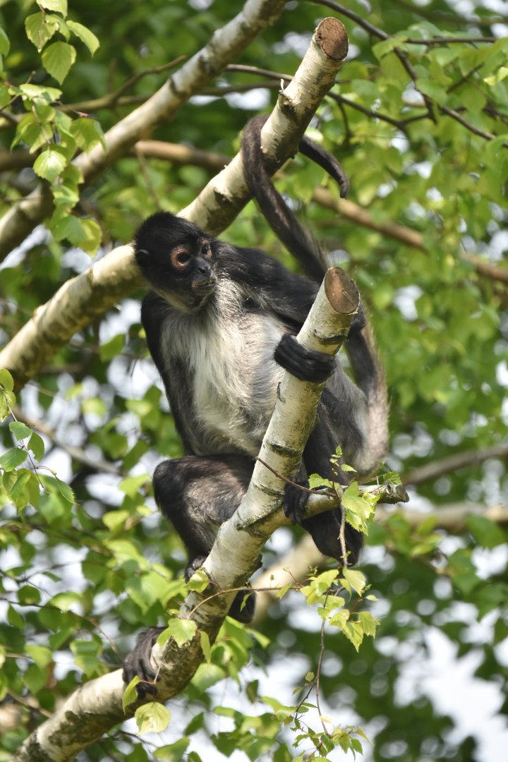 Yucatan spider monkey (Ateles geoffroyi yucatanensis)