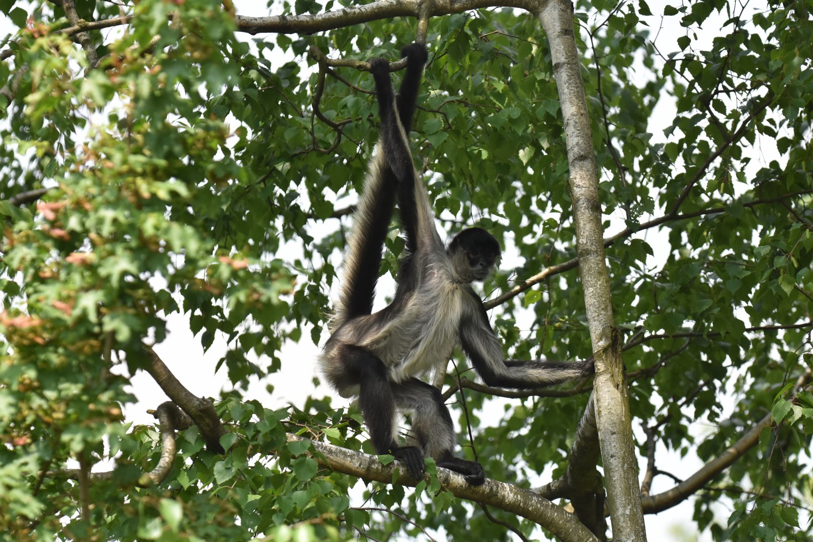 Yucatan spider monkey (Ateles geoffroyi yucatanensis)