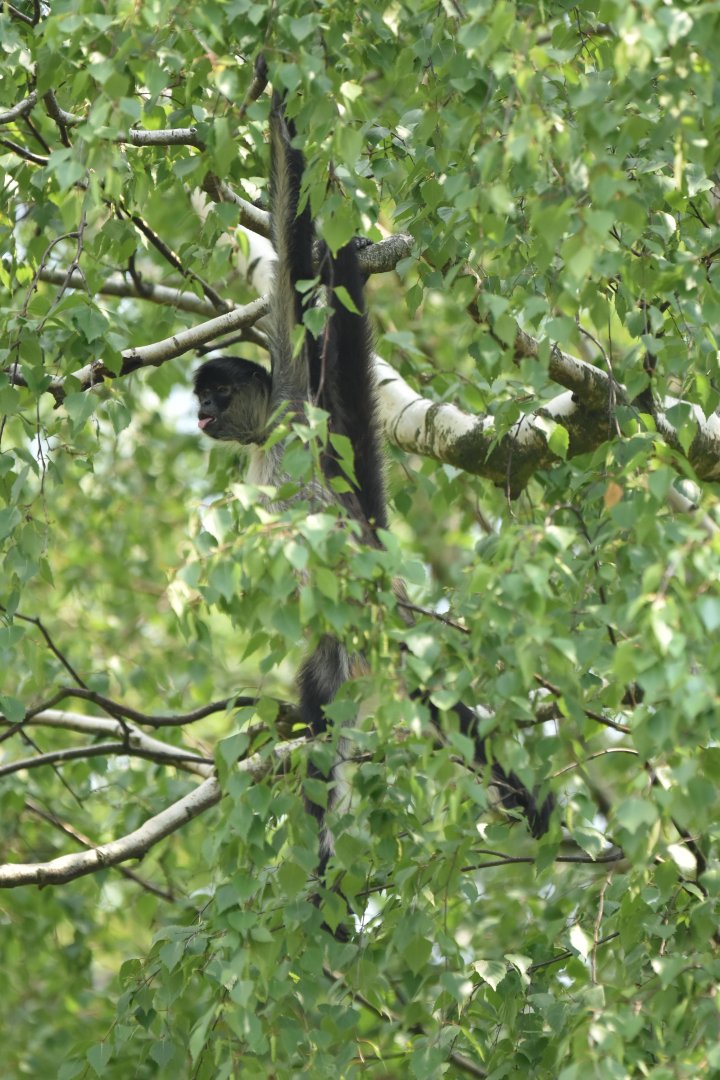 Yucatan spider monkey (Ateles geoffroyi yucatanensis)