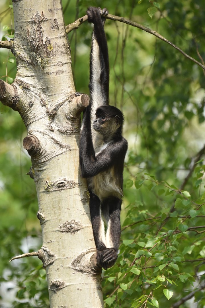 Yucatan spider monkey (Ateles geoffroyi yucatanensis)