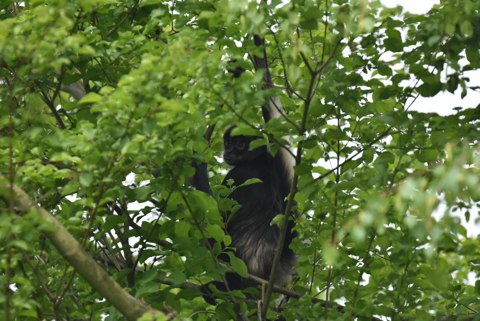 Yucatan spider monkey (Ateles geoffroyi yucatanensis)