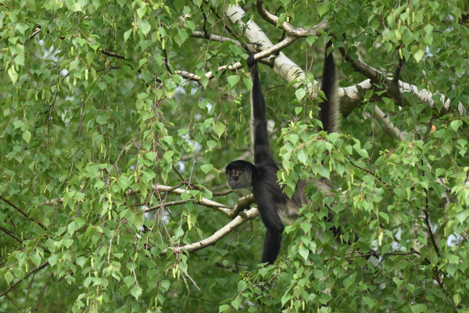 Yucatan spider monkey (Ateles geoffroyi yucatanensis)