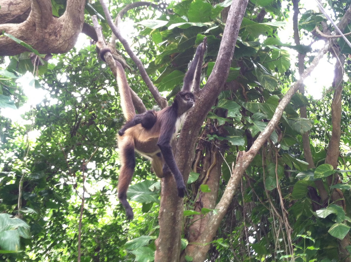 Yucatan spider monkey & baby