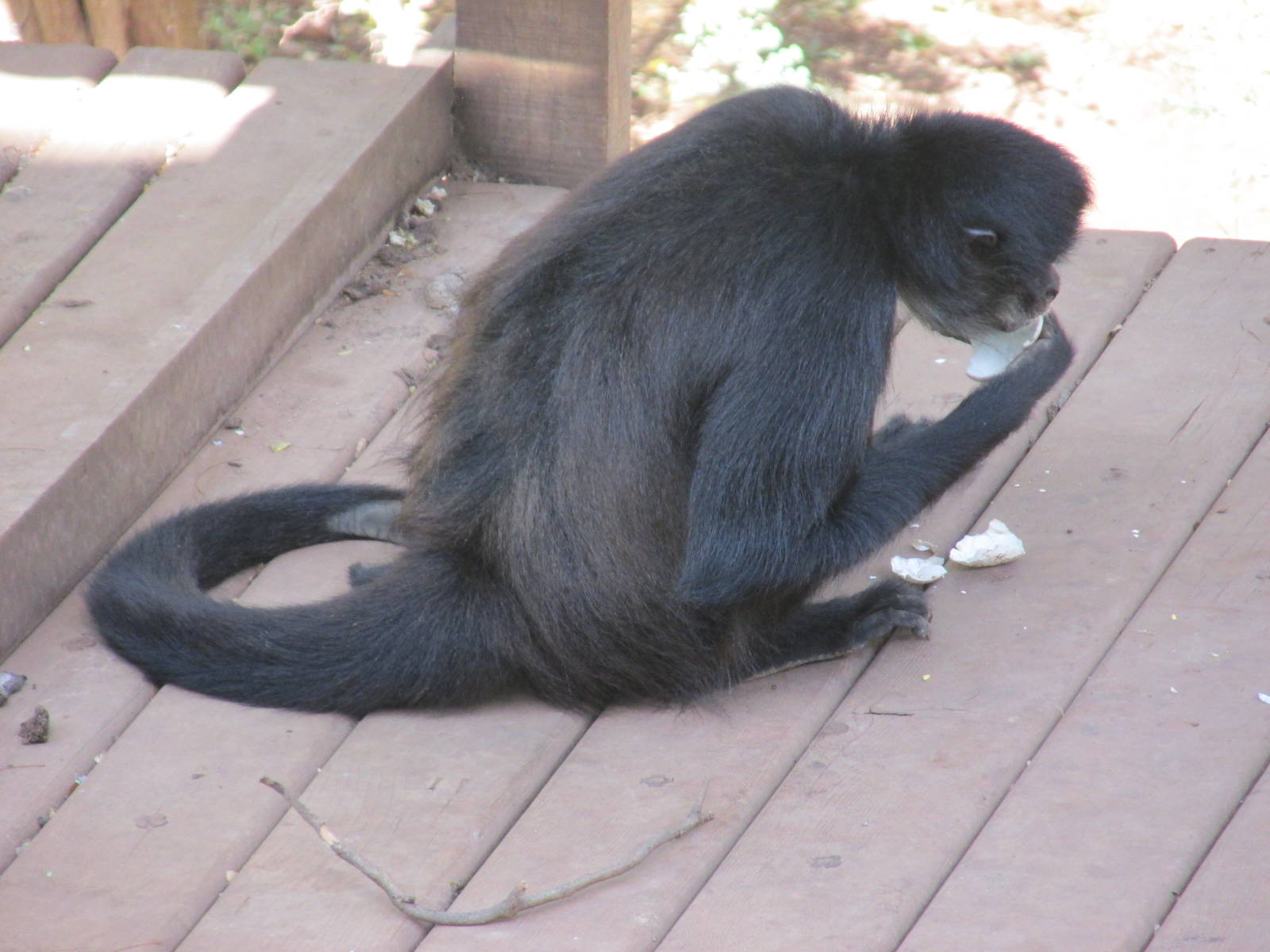 yucatan spider monkey centenario zoo