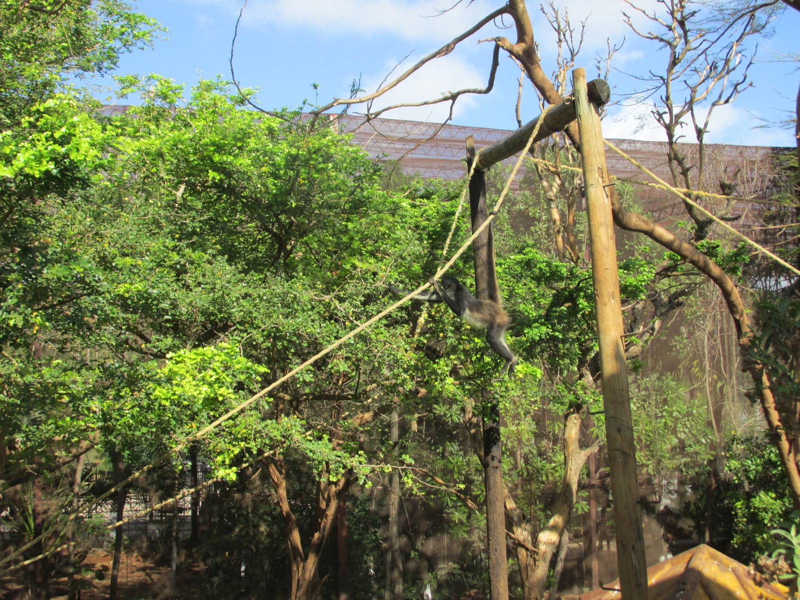yucatan spider monkey exhibit